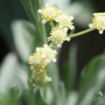 Il guayule (Parthenium argentatum) è un arbusto non destinato all’uso alimentare