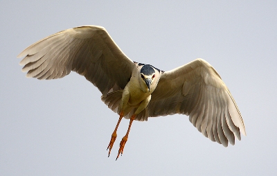 Nitticora in volo