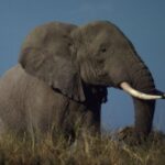 Elefante africano, foto WWF Canon