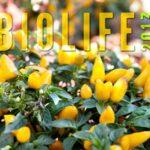 Biolife 2013: il biologico d'eccellenza in mostra a Bolzano