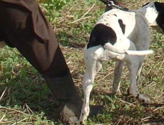 Cacciatori in calo, ma c’è il bracconaggio