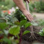 Terra dei fuochi, blocco alla vendita di ortofrutta