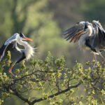 Fiera Internazionale del Birdwatching e del Turismo naturalistico