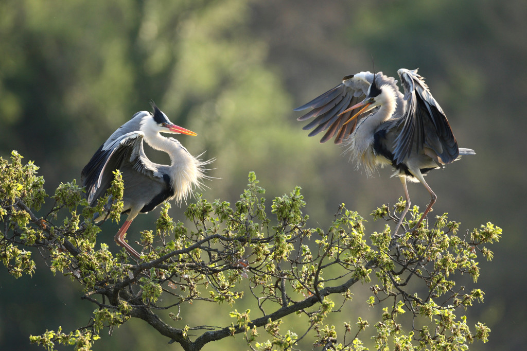 Fiera Internazionale del Birdwatching e del Turismo naturalistico