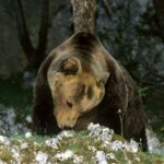 Ambiente. Al salvataggio dell’Orso Marsicano