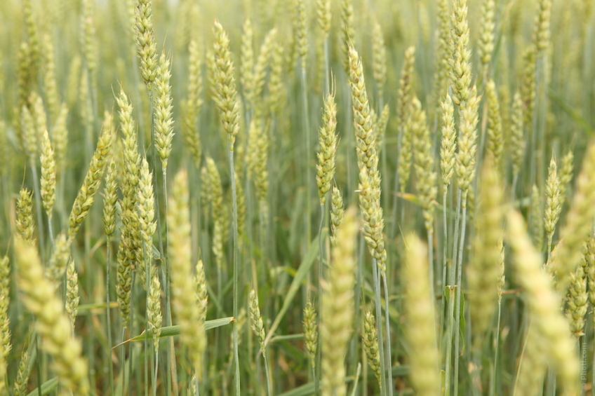 Agricoltura, aiuti Pac, sbloccati altri 117 milioni