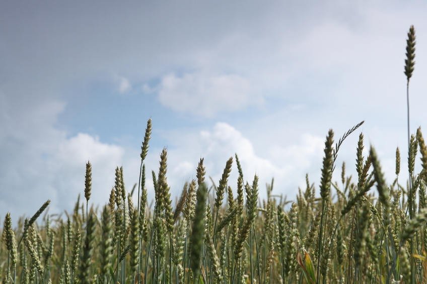 Campo di grano