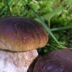 Funghi in abbondanza, il vademecun della forestale