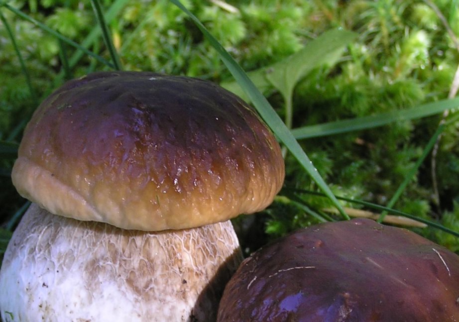 Funghi in abbondanza, il vademecun della forestale