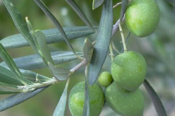 Olivo, emergenza fitosanitaria in provincia di Lecce