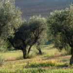 Alberi di olivo