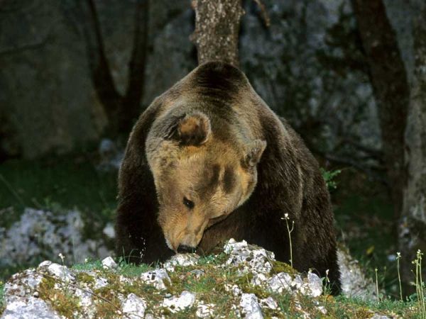 Orsi, cosa fare se l'incontro è ... ravvicinato