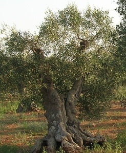 Ulivi abbttuti in Puglia, erano malati