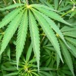 Cannabis per la terapia del dolore, firmato accordo