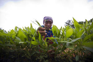 Vietnam. Una contadina ripulisce il terreno dalle erbacce.