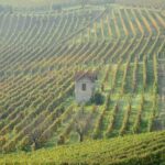 Wineforgood.com, e-commerce di vino solidale