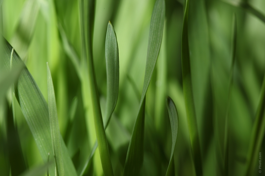 Lavoro, bene l'agricoltura