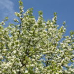 Terra dei Fuochi, arriva “L’Albero delle Caldaie”