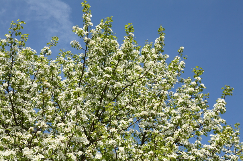 Terra dei Fuochi, arriva “L’Albero delle Caldaie”