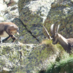 Stambecchi al parco dello Stelvio