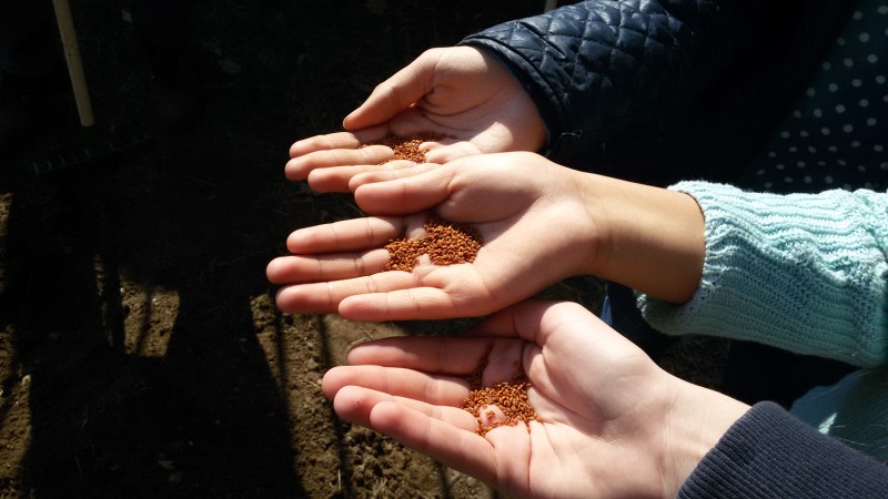 Bio orti e scuola, un'espreienza a Milano