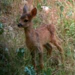 Capriolo italico