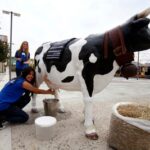 La festa del latte all'Expo