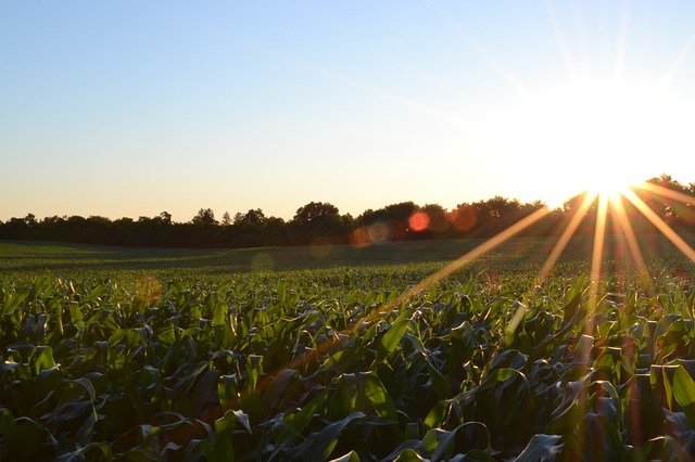 Cibo ed Expo, arriva il Manifesto della green economy per l’agroalimentare in occasione di Expo 2015