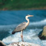 Guide Ambientali Escursionistiche per i Parchi Naturali Italiani