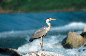 Guide Ambientali Escursionistiche per i Parchi Naturali Italiani