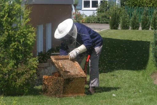 sono 1.560.000 gli alveari presenti in Italia con una produzione stimata intorno alle 12.500 tonnellate