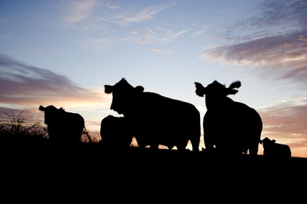 Coldiretti su fine divieti mucca pazza