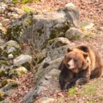 Orso, specie selvatica protetta