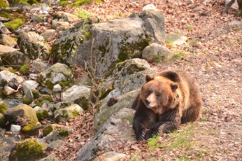 Orso, specie selvatica protetta