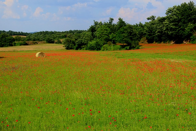 Il sostegno allo sviluppo rurale è il secondo pilastro della politica agricola comune