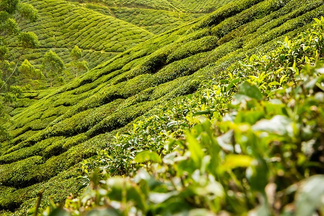 Piantagione di té