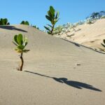 Ambiente. Sempre più serio il rischio desertificazione. Anche in Italia