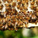 Miele, 467 mila euro per gli apicoltori dell'Emilia-Romagna