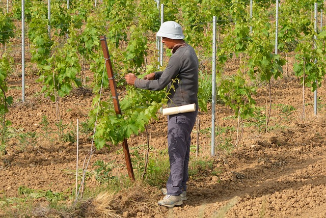 Agricoltura, al via la Rete del Lavoro Agricolo di qualità