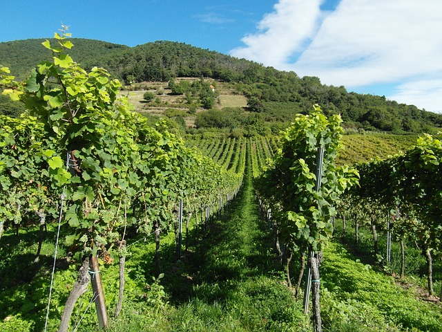 Quest'anno vendemmia anticipata di quasi una settimana