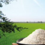 Consorzio Riso del Delta del Po IGP: quali scenari per il riso italiano?