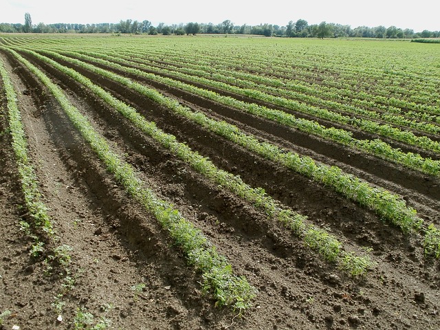 Agricoltura in Italia, i primati