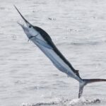 Mangiare, pesce spada probiotico dal Cnr