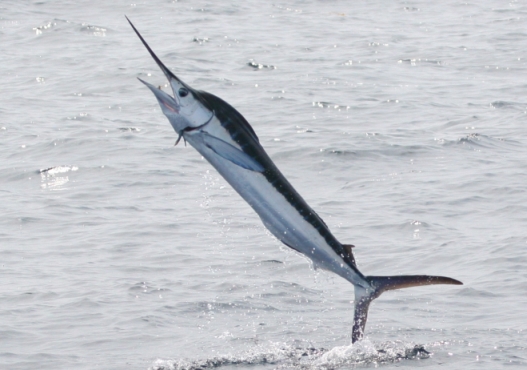 Mangiare, pesce spada probiotico dal Cnr