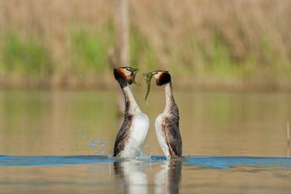 Biodiversità, bisogna fare di più