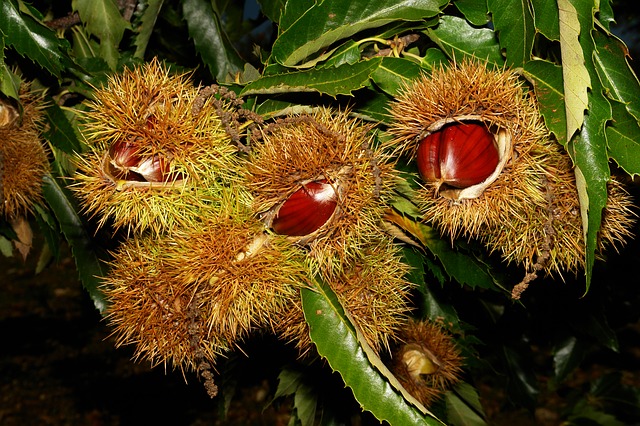 Castagne, produzione + 20%