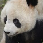 Ambiente, Greenpeace: stanno distruggendo le foreste del panda