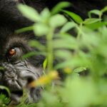 Gorilla di montagna. Virunga mountains, Rwanda © naturepl.com /Andy Rouse / WWF