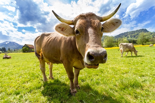 Agricoltura, le misure approvate in Conferenza Stato Regioni