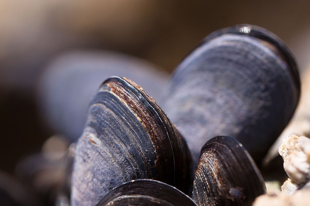 Cozze, antiossidanti e afrodisiache ma anche ... appiccisose